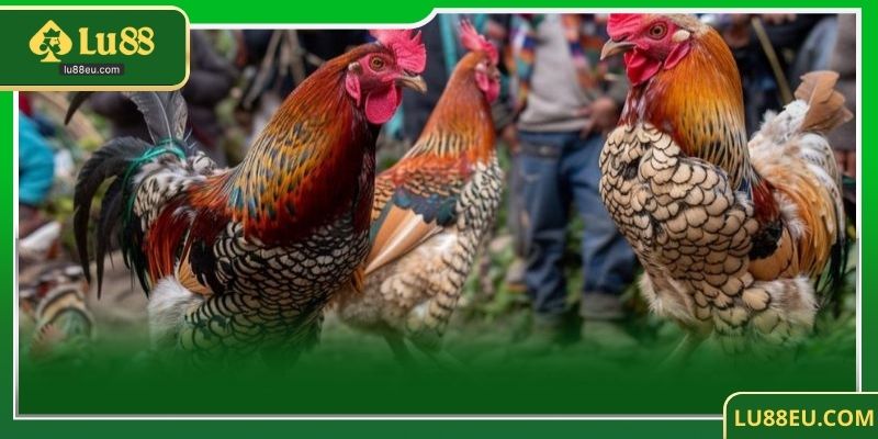 Đá Gà SV388 tại LU88 - Trải Nghiệm Cá Cược Đỉnh Cao