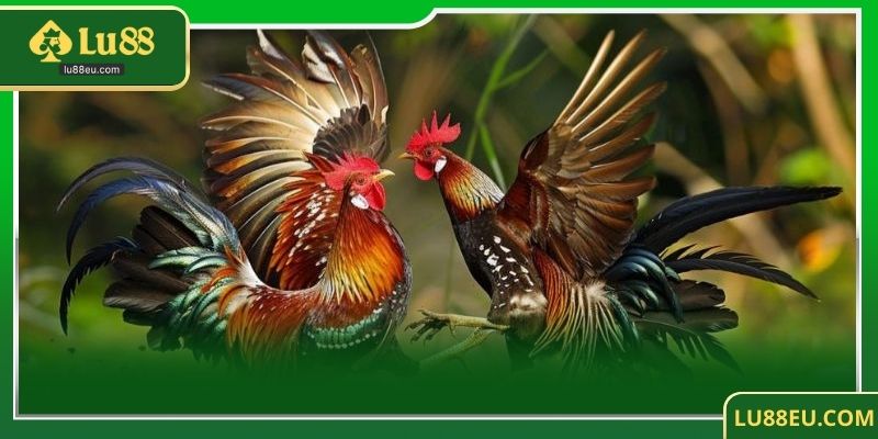 Các chiến lược chơi đá gà sv388 hiệu quả tại LU88