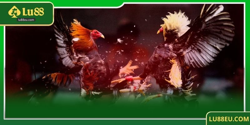 Đá gà Thomo tại LU88 - Phong cách truyền thống kết hợp hiện đại trong thế giới đá gà