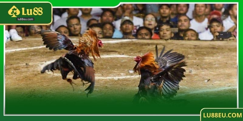 Tìm hiểu về đá gà LU88 – Thương hiệu uy tín trong thế giới cược trực tuyến