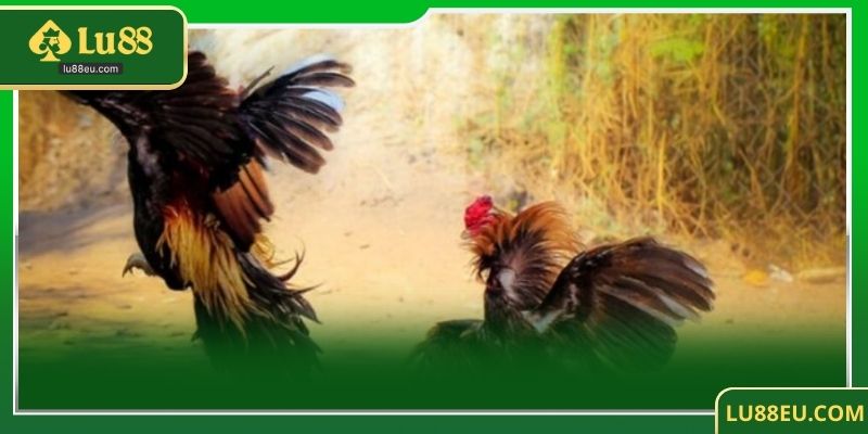 Các câu hỏi thường gặp về đá gà LU88